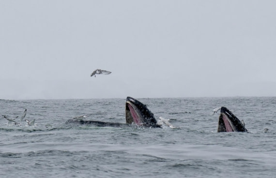 HDS23-25, Day 6, P1022858 © Unknown photographer - Oceanwide Expeditions.jpg