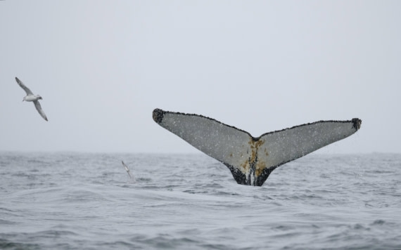 HDS23-25, Day 6, P1022866 © Unknown photographer - Oceanwide Expeditions.jpg