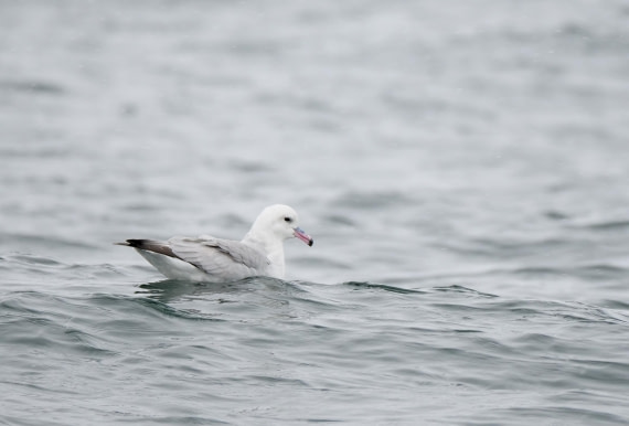 HDS23-25, Day 6, P1022898 © Unknown photographer - Oceanwide Expeditions.JPG