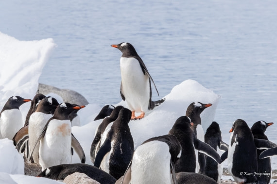 HDS23-25, Day 7, 5D5A0015 © Koen Jongerling - Oceanwide Expeditions.jpg
