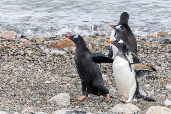 HDS23-25, Day 7, 5D5A0020 © Koen Jongerling - Oceanwide Expeditions.jpg