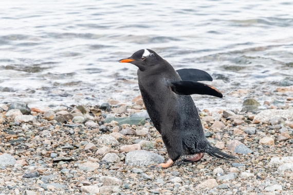 HDS23-25, Day 7, 5D5A0028 © Koen Jongerling - Oceanwide Expeditions.jpg