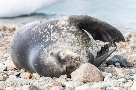 HDS23-25, Day 7, 5D5A0040 © Koen Jongerling - Oceanwide Expeditions.jpg