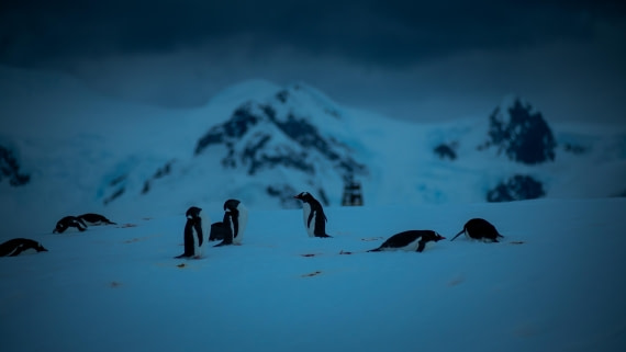 HDS23-25, Day 9, RLO_6448 © Alexander Romanovskiy - Oceanwide Expeditions.jpg