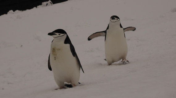 HDS23-25, Day 10, APMG6645 © Andy Perkins - Oceanwide Expeditions.JPG