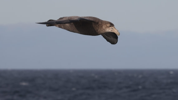 PLA23-25, Day 2,   PLA23_28NOV_AtSea_RegisPERDRIAT (2).jpg©Regis Perderiat - Oceanwide Expeditions.jpg