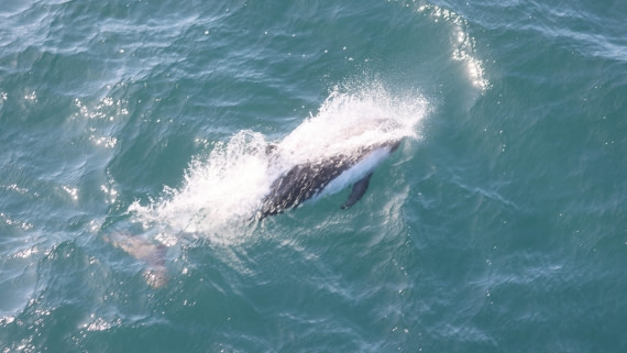 PLA23-25, Day 2,   PLA23_28NOV_AtSea_RegisPERDRIAT (7).jpg©Regis Perderiat - Oceanwide Expeditions.jpg