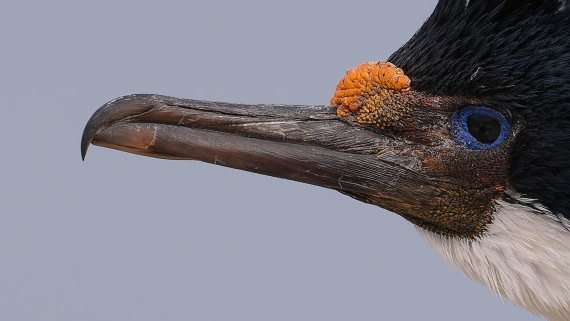 PLA23-25, Day 3,   29-11 - Birds - AC-2.jpg©Andrew Crowder - Oceanwide Expeditions.jpg