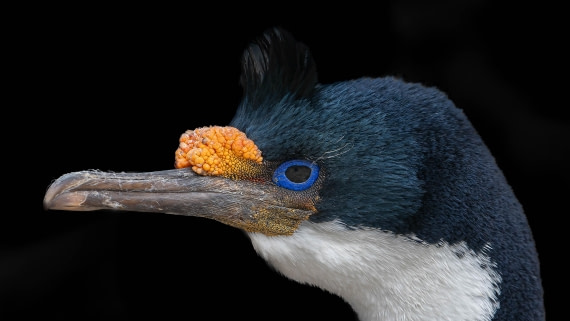 PLA23-25, Day 3,   29-11 - Birds - AC-3.jpg©Andrew Crowder - Oceanwide Expeditions.jpg