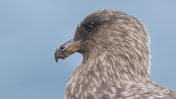 PLA23-25, Day 3,   29-11 - Birds - AC-4.jpg©Andrew Crowder - Oceanwide Expeditions.jpg