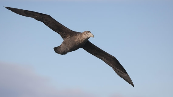 PLA23-25, Day 2,   PLA23_28NOV_AtSea_RegisPERDRIAT (3).jpg©Regis Perderiat - Oceanwide Expeditions.jpg