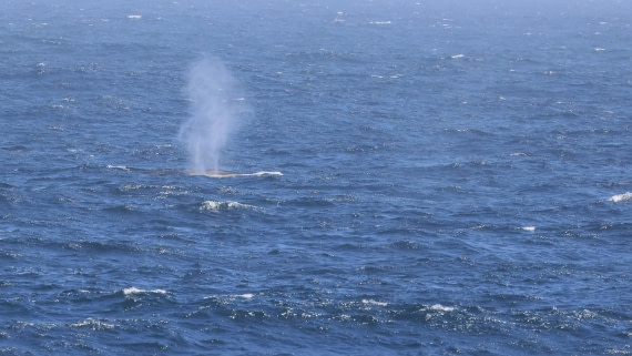 PLA23-25, Day 2,   PLA23_28NOV_AtSea_RegisPERDRIAT (5).jpg©Regis Perderiat - Oceanwide Expeditions.jpg