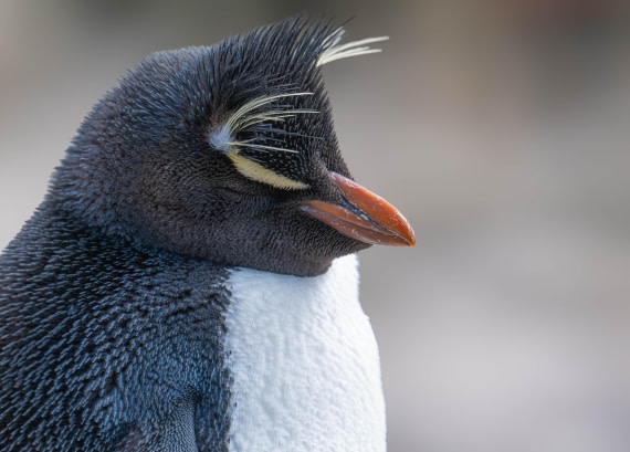 PLA23-25, Day 3,   29-11 - Birds - AC-6.jpg©Andrew Crowder - Oceanwide Expeditions.jpg