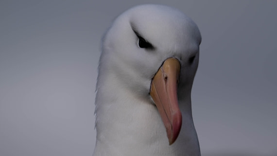 PLA23-25, Day 3,   29-11 - Birds - AC-12.jpg©Andrew Crowder - Oceanwide Expeditions.jpg