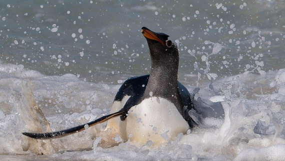 PLA23-25, Day 3,   29-11 - Birds - AC-13.jpg©Andrew Crowder - Oceanwide Expeditions.jpg