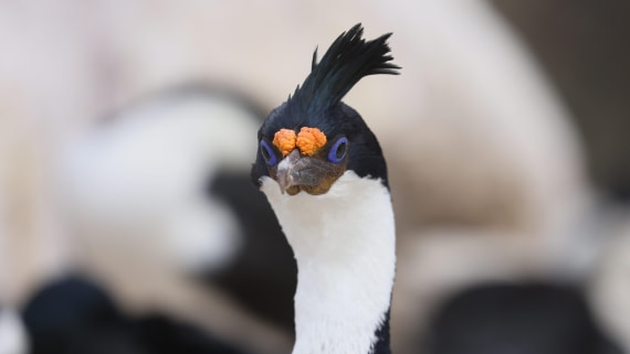 PLA23-25, Day 3,   PLA23_29NOV_FLK_New_Island_RegisPERDRIAT (2).jpg©Regis Perderiat - Oceanwide Expeditions.jpg