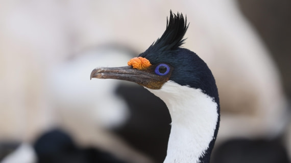 PLA23-25, Day 3,   PLA23_29NOV_FLK_New_Island_RegisPERDRIAT (3).jpg©Regis Perderiat - Oceanwide Expeditions.jpg