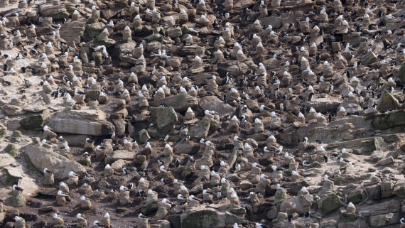 PLA23-25, Day 3,   PLA23_29NOV_FLK_New_Island_RegisPERDRIAT (5).jpg©Regis Perderiat - Oceanwide Expeditions.jpg
