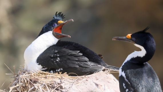 PLA23-25, Day 3,   PLA23_29NOV_FLK_New_Island_RegisPERDRIAT (7).jpg©Regis Perderiat - Oceanwide Expeditions.jpg