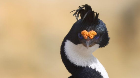 PLA23-25, Day 3,   PLA23_29NOV_FLK_New_Island_RegisPERDRIAT (9).jpg©Regis Perderiat - Oceanwide Expeditions.jpg