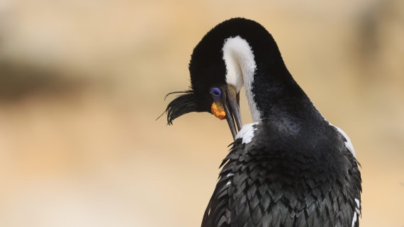 PLA23-25, Day 3,   PLA23_29NOV_FLK_New_Island_RegisPERDRIAT (10).jpg©Regis Perderiat - Oceanwide Expeditions.jpg
