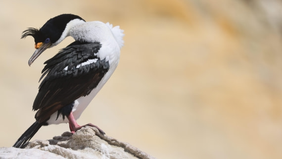 PLA23-25, Day 3,   PLA23_29NOV_FLK_New_Island_RegisPERDRIAT (12).jpg©Regis Perderiat - Oceanwide Expeditions.jpg