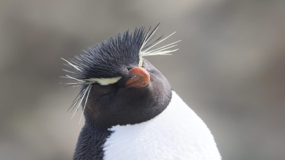 PLA23-25, Day 3,   PLA23_29NOV_FLK_New_Island_RegisPERDRIAT (13).jpg©Regis Perderiat - Oceanwide Expeditions.jpg