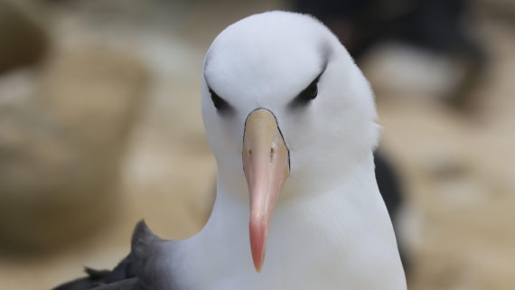 PLA23-25, Day 3,   PLA23_29NOV_FLK_New_Island_RegisPERDRIAT (14).jpg©Regis Perderiat - Oceanwide Expeditions.jpg