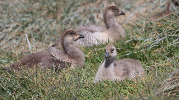 PLA23-25, Day 3,   PLA23_29NOV_FLK_New_Island_RegisPERDRIAT (15).jpg©Regis Perderiat - Oceanwide Expeditions.jpg