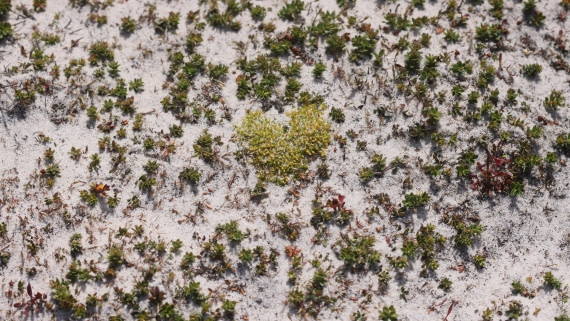 PLA23-25, Day 3,   PLA23_29NOV_FLK_New_Island_RegisPERDRIAT (16).jpg©Regis Perderiat - Oceanwide Expeditions.jpg