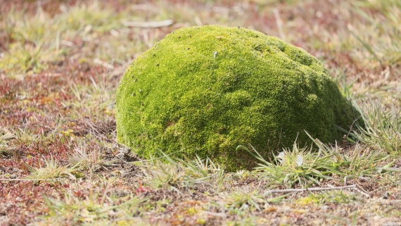 PLA23-25, Day 3,   PLA23_29NOV_FLK_New_Island_RegisPERDRIAT (18).jpg©Regis Perderiat - Oceanwide Expeditions.jpg