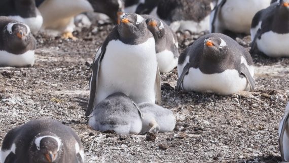 PLA23-25, Day 3,   PLA23_29NOV_FLK_New_Island_RegisPERDRIAT (19).jpg©Regis Perderiat - Oceanwide Expeditions.jpg