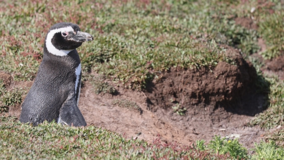 PLA23-25, Day 3,   PLA23_29NOV_FLK_New_Island_RegisPERDRIAT (21).jpg©Regis Perderiat - Oceanwide Expeditions.jpg