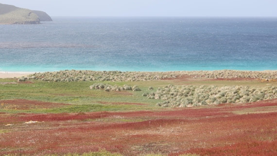 PLA23-25, Day 3,   PLA23_29NOV_FLK_New_Island_RegisPERDRIAT (20).jpg©Regis Perderiat - Oceanwide Expeditions.jpg