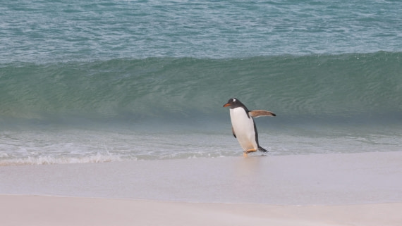 PLA23-25, Day 3,   PLA23_29NOV_FLK_New_Island_RegisPERDRIAT (22).jpg©Regis Perderiat - Oceanwide Expeditions.jpg