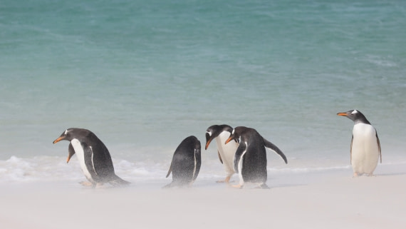 PLA23-25, Day 3,   PLA23_29NOV_FLK_New_Island_RegisPERDRIAT (23).jpg©Regis Perderiat - Oceanwide Expeditions.jpg