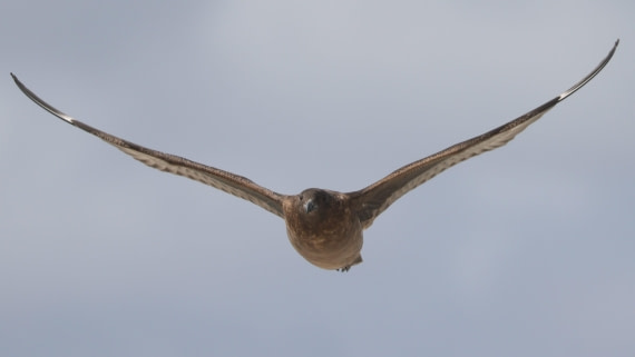 PLA23-25, Day 3,   PLA23_29NOV_FLK_New_Island_RegisPERDRIAT (24).jpg©Regis Perderiat - Oceanwide Expeditions.jpg