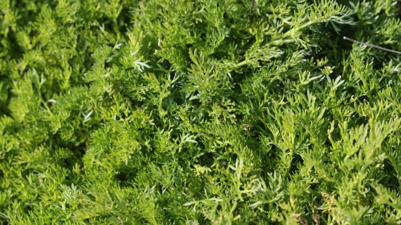 PLA23-25, Day 3,   PLA23_29NOV_FLK_New_Island_RegisPERDRIAT (25).jpg©Regis Perderiat - Oceanwide Expeditions.jpg