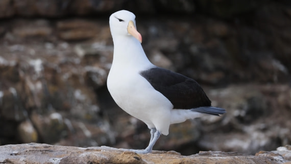 PLA23-25, Day 3,   PLA23_29NOV_FLK_New_Island_RegisPERDRIAT (26).jpg©Regis Perderiat - Oceanwide Expeditions.jpg