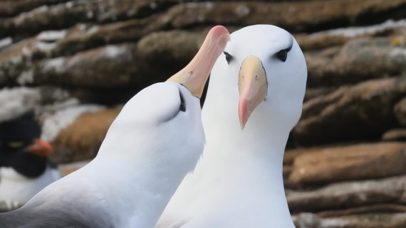 PLA23-25, Day 3,   PLA23_29NOV_FLK_New_Island_RegisPERDRIAT (30).jpg©Regis Perderiat - Oceanwide Expeditions.jpg