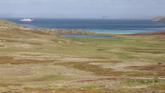 PLA23-25, Day 3,   PLA23_29NOV_FLK_New_Island_RegisPERDRIAT (32).jpg©Regis Perderiat - Oceanwide Expeditions.jpg