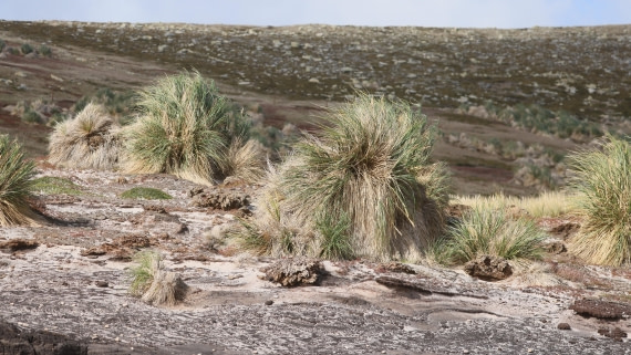 PLA23-25, Day 3,   PLA23_29NOV_FLK_New_Island_RegisPERDRIAT (33).jpg©Regis Perderiat - Oceanwide Expeditions.jpg