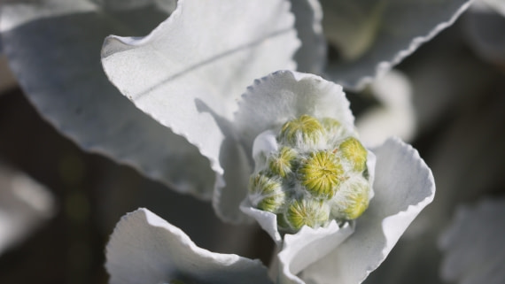 PLA23-25, Day 3,   PLA23_29NOV_FLK_New_Island_RegisPERDRIAT (34).jpg©Regis Perderiat - Oceanwide Expeditions.jpg