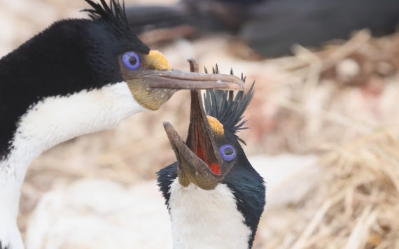 PLA23-25, Day 3, IMG_1337.JPG©Unown Photographer - Oceanwide Expeditions.JPG