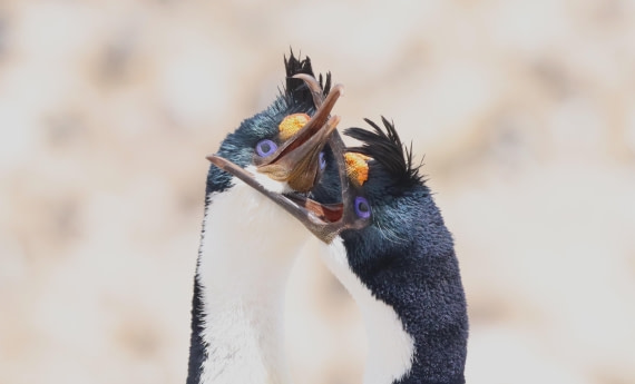 PLA23-25, Day 3, IMG_1500.JPG©Unown Photographer - Oceanwide Expeditions.JPG