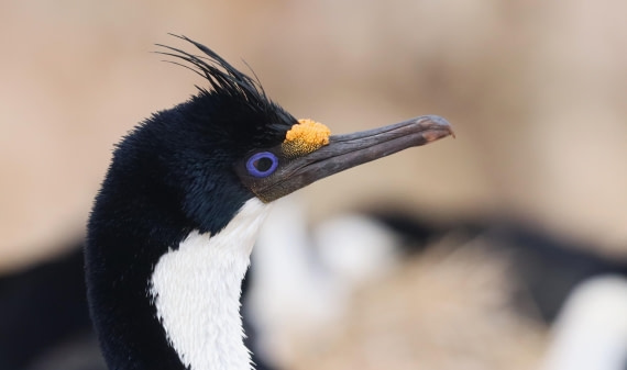 PLA23-25, Day 3, IMG_1505.JPG©Unown Photographer - Oceanwide Expeditions.JPG