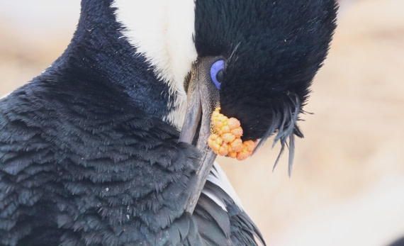 PLA23-25, Day 3, IMG_1513.JPG©Unown Photographer - Oceanwide Expeditions.JPG