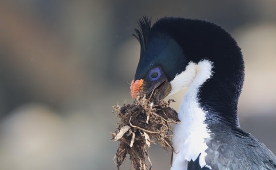 PLA23-25, Day 3, IMG_1547.JPG©Unown Photographer - Oceanwide Expeditions.JPG