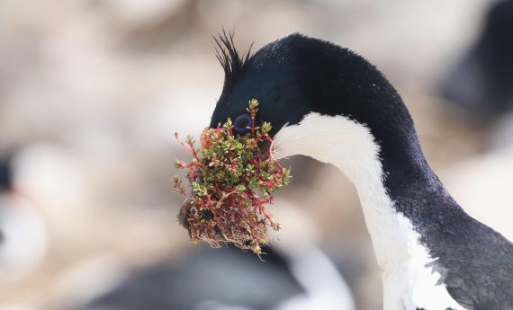 PLA23-25, Day 3, IMG_1561.JPG©Unown Photographer - Oceanwide Expeditions.JPG