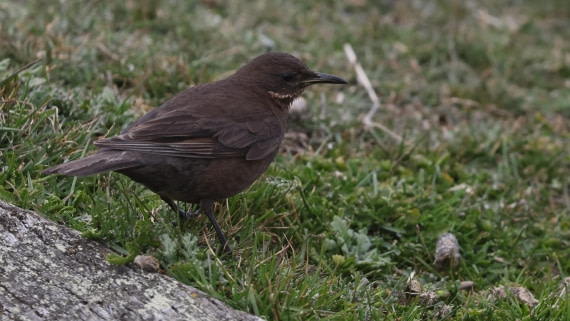 PLA23-25, Day 4,   PLA23_30NOV_FLK_Barren-George_Islands_RegisPERDRIAT (1).jpg©Regis Perderiat - Oceanwide Expeditions.jpg
